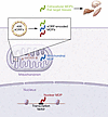 Scientific overview of mitochondria-derived peptides and mitochondrial DNA