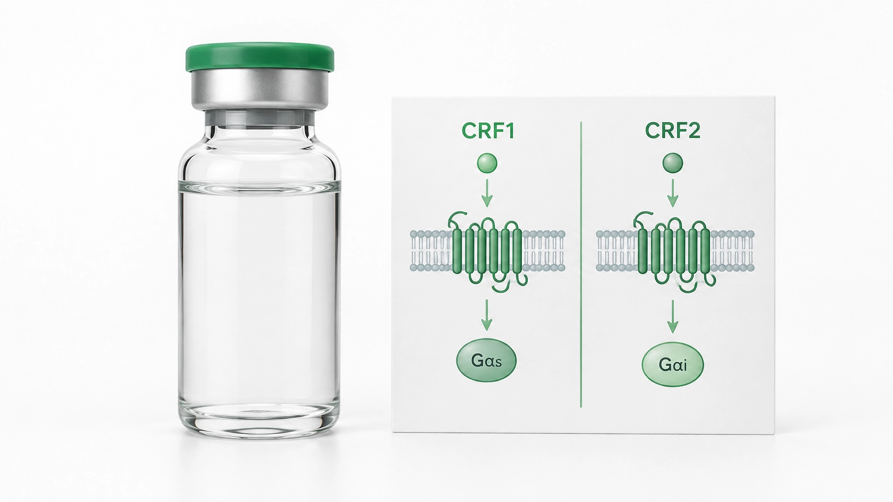 Laboratory vial beside a clean CRF1 and CRF2 receptor pathway reference card