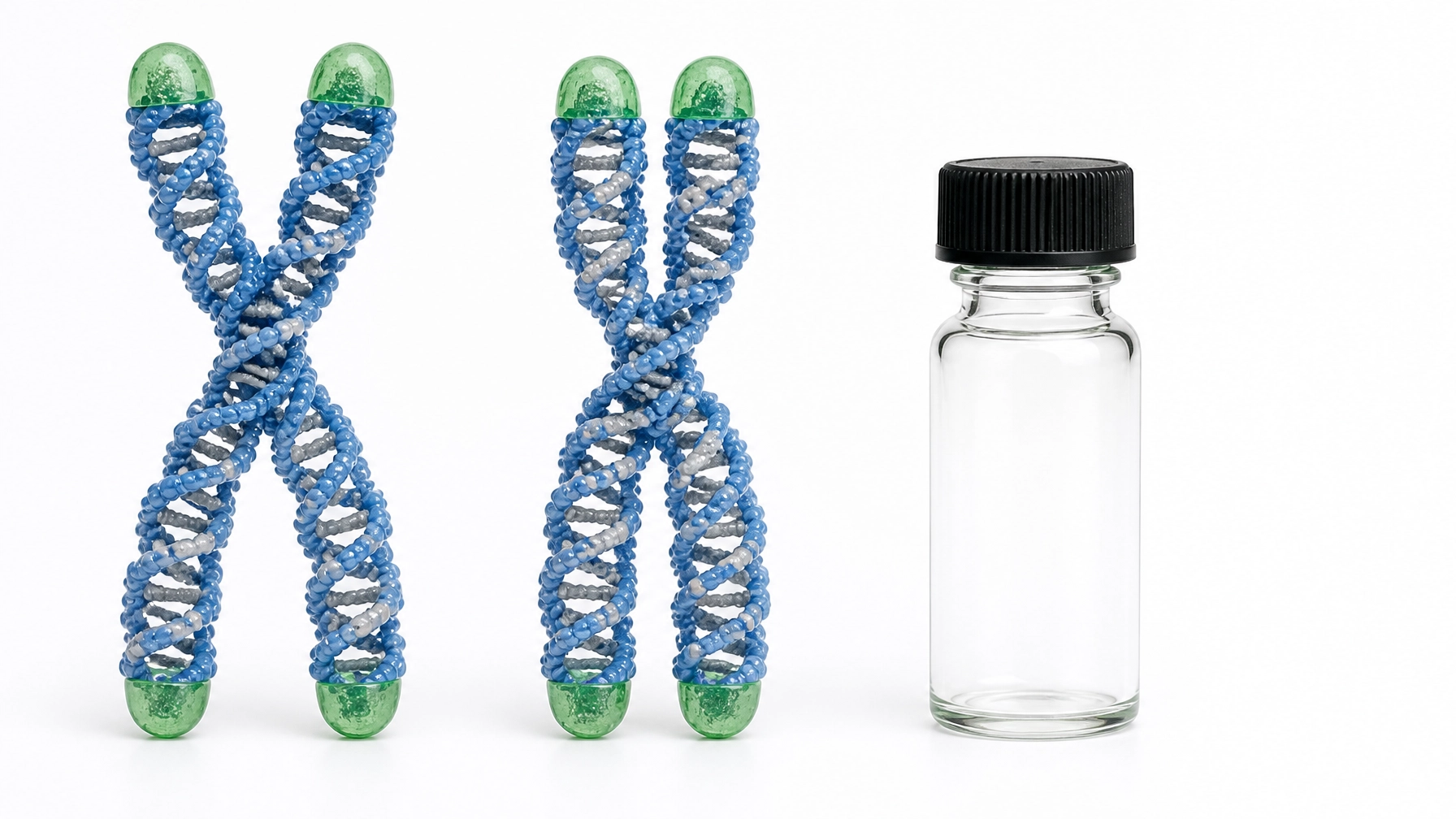 Realistic chromosome and DNA research model with protective end caps highlighted in restrained green