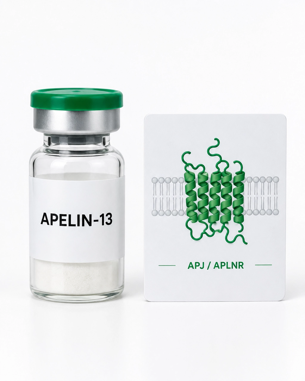 Apelin-13 and APJ/APLNR receptor research concept